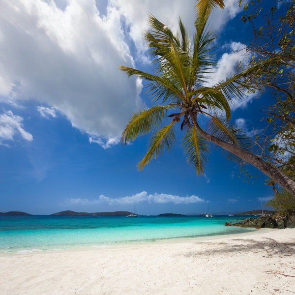 House Of Hampton Palme Am Strand Von Salomon Bay Leinwandbild